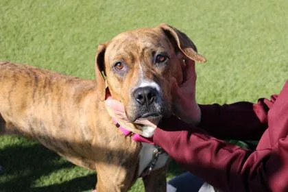 An adult large-sized female Plott Hound dog named Nellie for adoption in Kansas City, MO