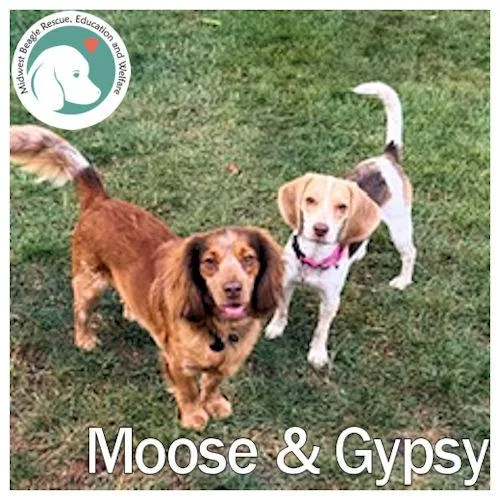 Moose and Gypsy thumbnail 3