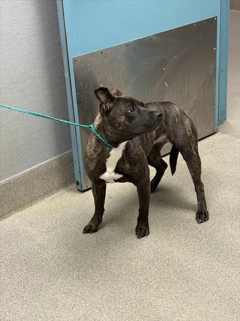 A young medium-sized female Pit Bull Terrier dog named Beuti for adoption in Las Vegas, NV