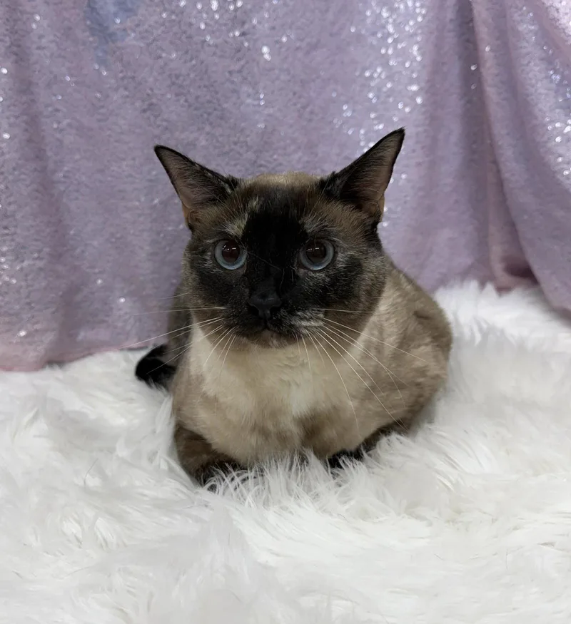An adult medium-sized female Siamese cat named Riley for adoption in Clarkesville, GA