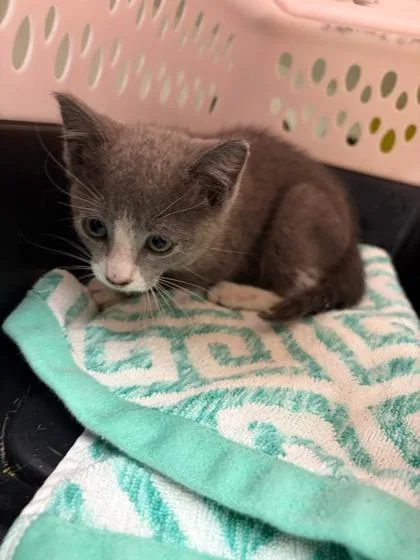 A baby small-sized male Domestic Short Hair cat named Action Pak for adoption in Atlanta, GA