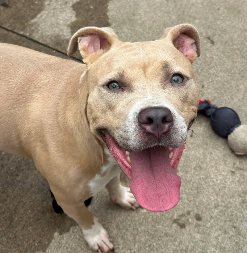 An adult medium-sized female Yellow / Tan / Blond / Fawn Pit Bull Terrier dog named Hotspur for adoption in Chicago, IL