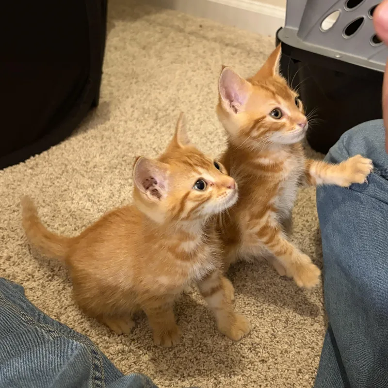 A baby medium-sized male Orange / Red Domestic Short Hair cat named Toby for adoption in jacksonville, FL