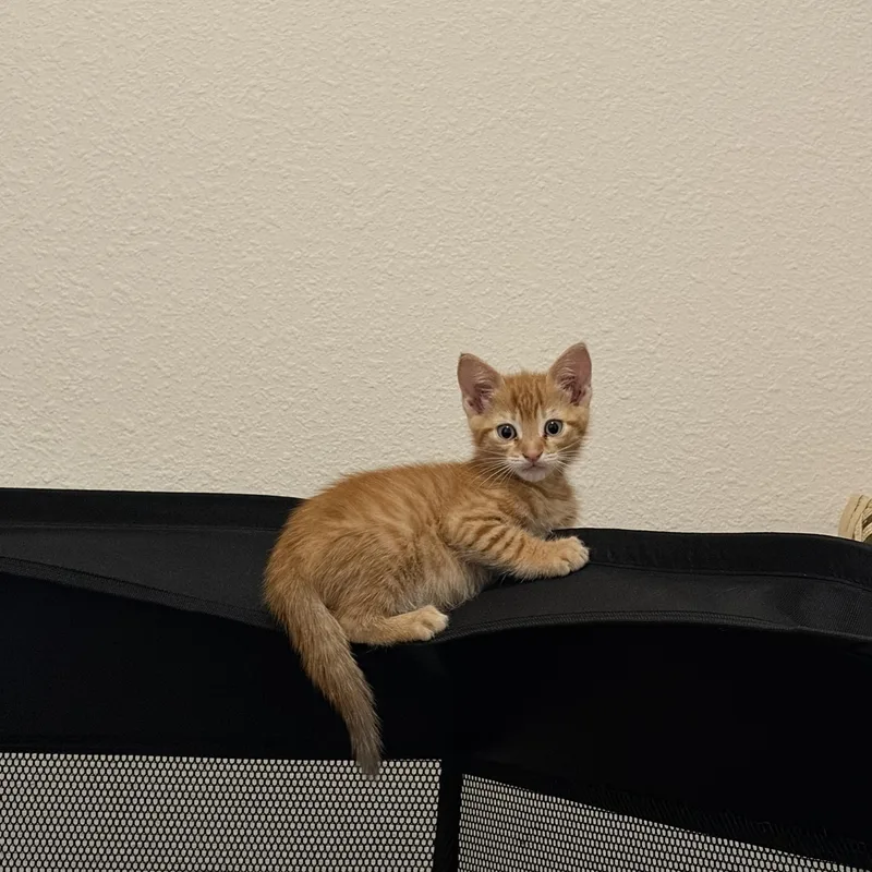 Toby thumbnail 4