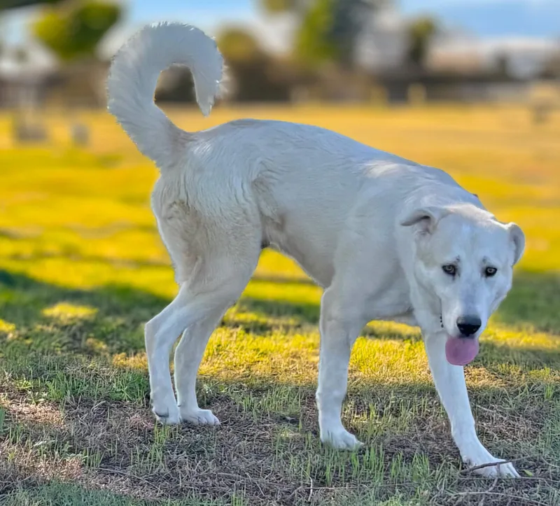 A young large-sized male Great Pyrenees dog named Samuel — The Boy for adoption in Houston, TX