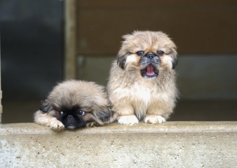 A baby small-sized male Bicolor Pekingese dog named Mike for adoption in Hoquiam, WA