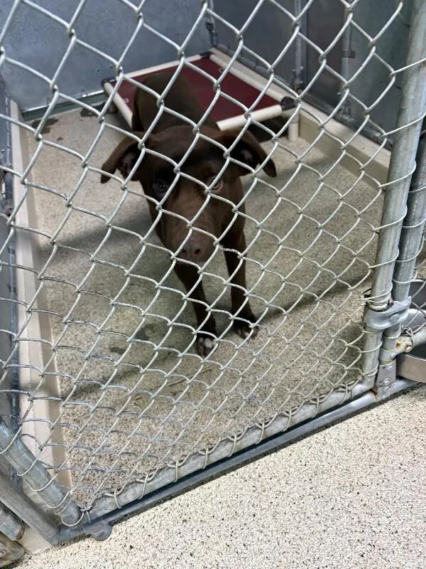 An adult medium-sized male Brown / Chocolate Pit Bull Terrier dog named Goose for adoption in Supply, NC