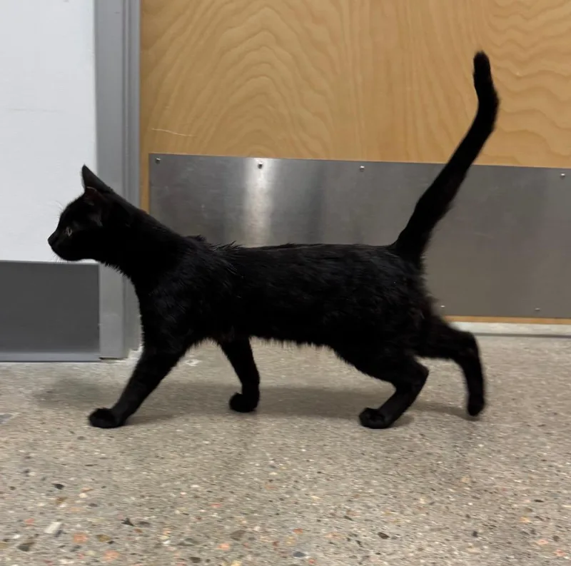 A baby medium-sized male Domestic Short Hair cat named Trevir for adoption in Fort Lupton, CO