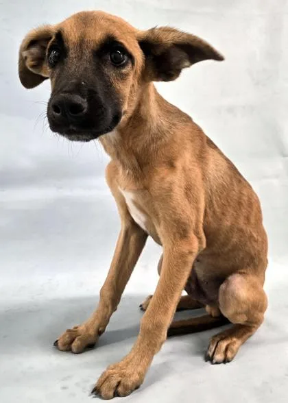 A young large-sized male German Shepherd Dog dog named Valor for adoption in Morton Grove, IL