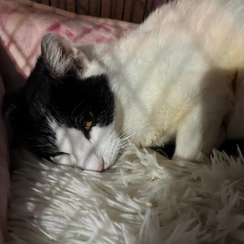 An adult medium-sized female White Domestic Short Hair cat named Silvy for adoption in Pleasanton, CA