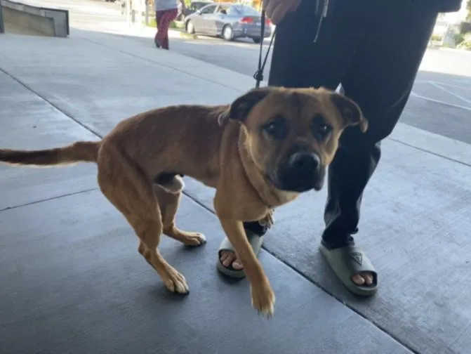 A young large-sized male German Shepherd Dog dog named Oso for adoption in Los Angeles, CA