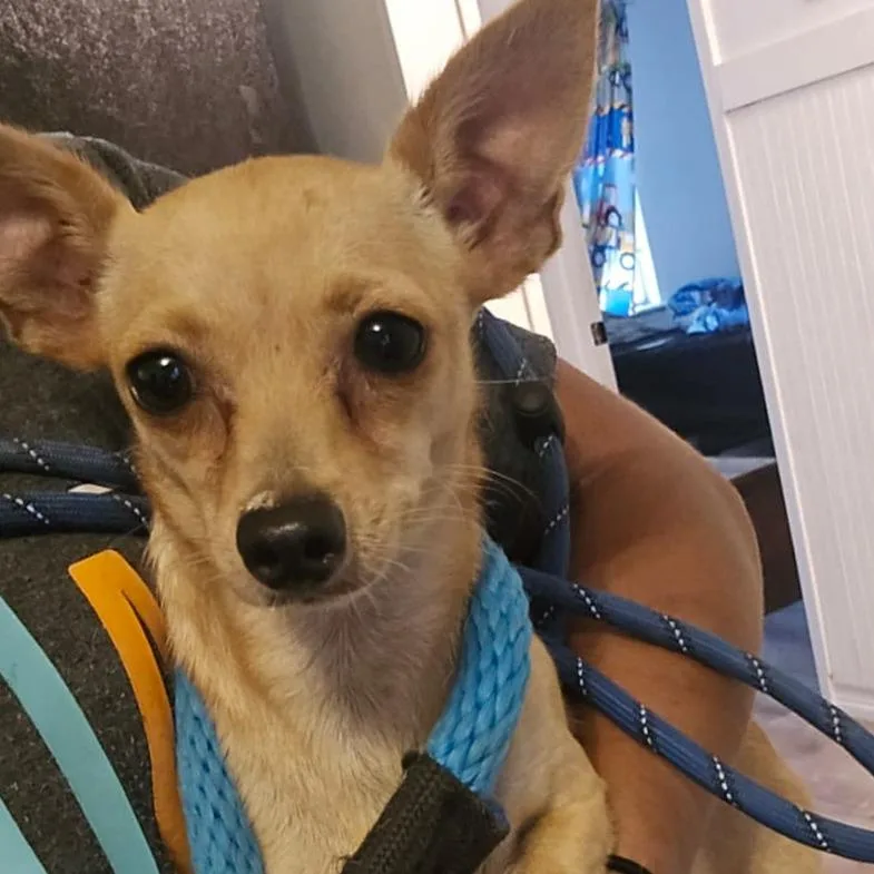 A young small-sized female Yellow / Tan / Blond / Fawn Chihuahua dog named Tiffany for adoption in Oceanside, NY