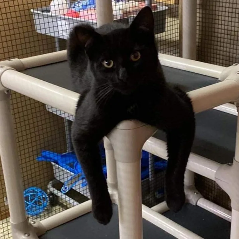 An adult medium-sized male Black Domestic Short Hair cat named Orion for adoption in Nashville, TN