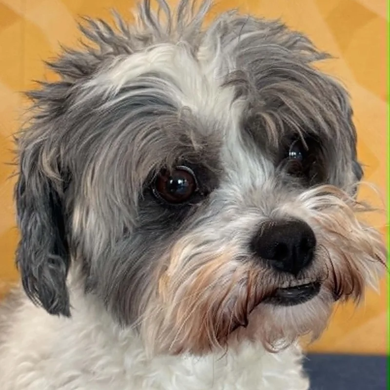 An adult small-sized male Shih Tzu dog named Ace for adoption in Danbury, CT