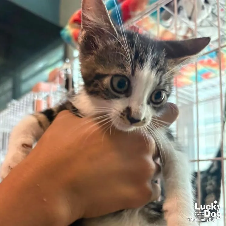 A baby medium-sized female Domestic Short Hair cat named Taffy for adoption in Washington, DC