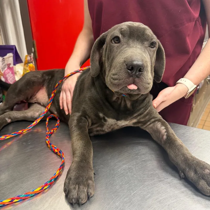 A baby medium-sized female Gray / Blue / Silver Shar-Pei dog named Bee for adoption in Bryan, TX