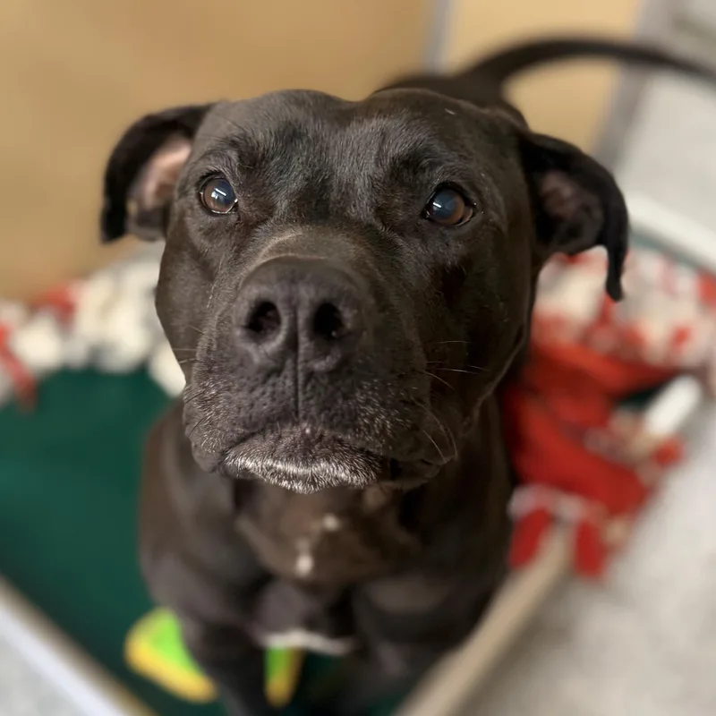 An adult large-sized male Black Terrier dog named Moose for adoption in St. Augustine, FL