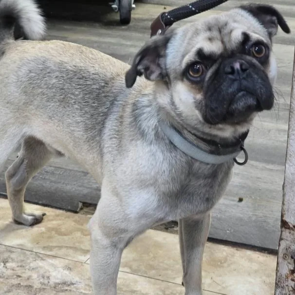 An adult small-sized male Pug dog named Chug for adoption in Fort Collins, CO