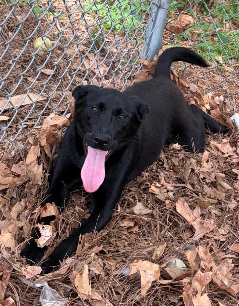 A baby medium-sized male Shepherd dog named Shade for adoption in Little Rock, AR