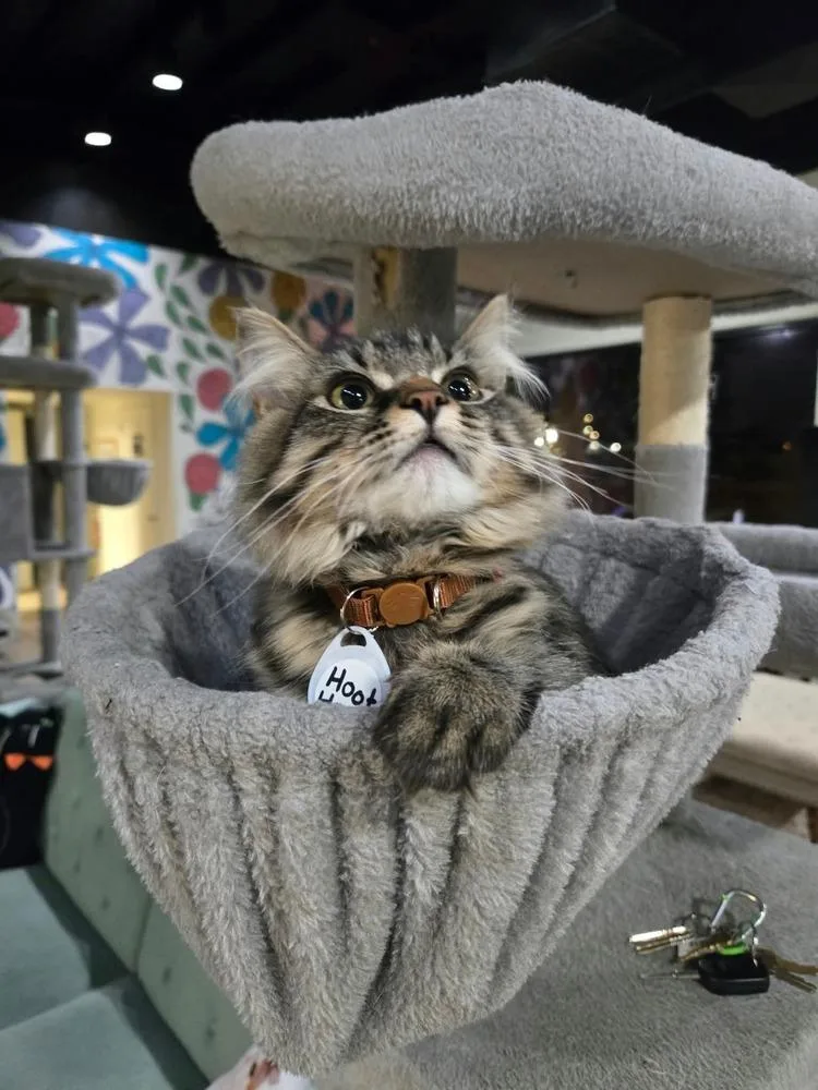 A baby medium-sized female Tabby (Brown / Chocolate) Domestic Medium Hair cat named HootHoot for adoption in tucson, AZ