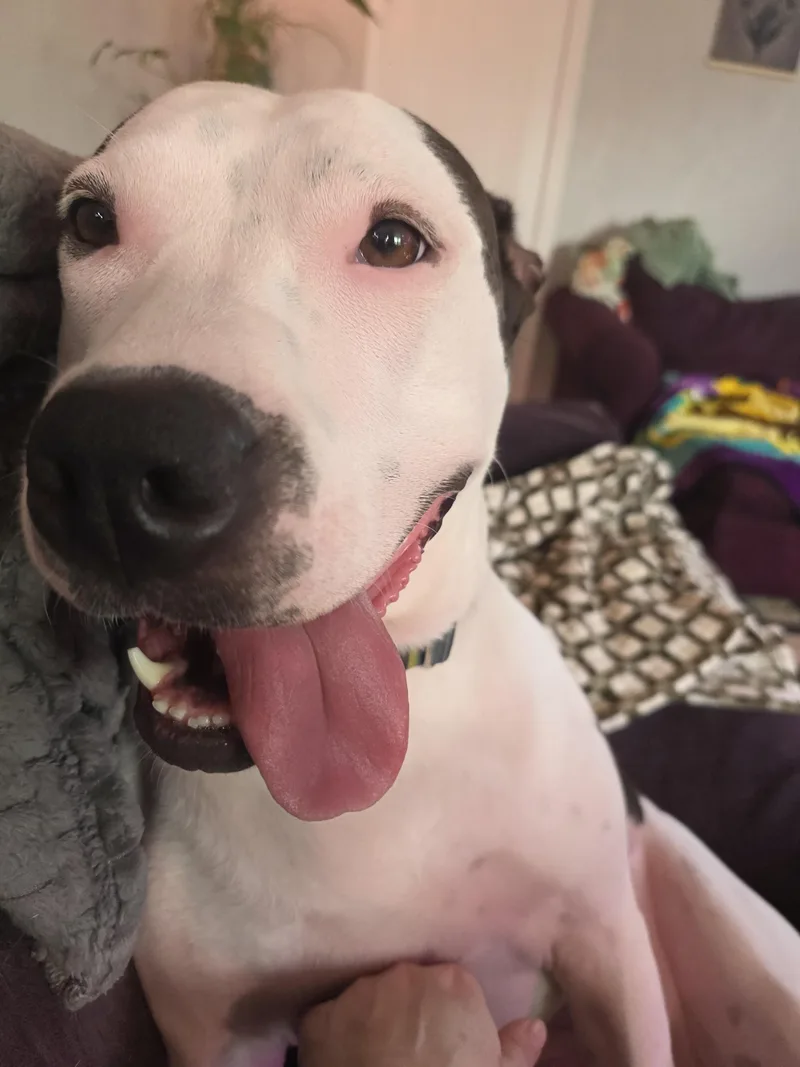 A young large-sized female White / Cream American Bulldog dog named Chase for adoption in Miamitown, OH