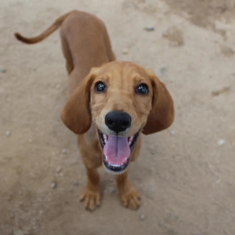 A baby medium-sized female Brown / Chocolate Spaniel dog named Dixie for adoption in Yucca Valley, CA