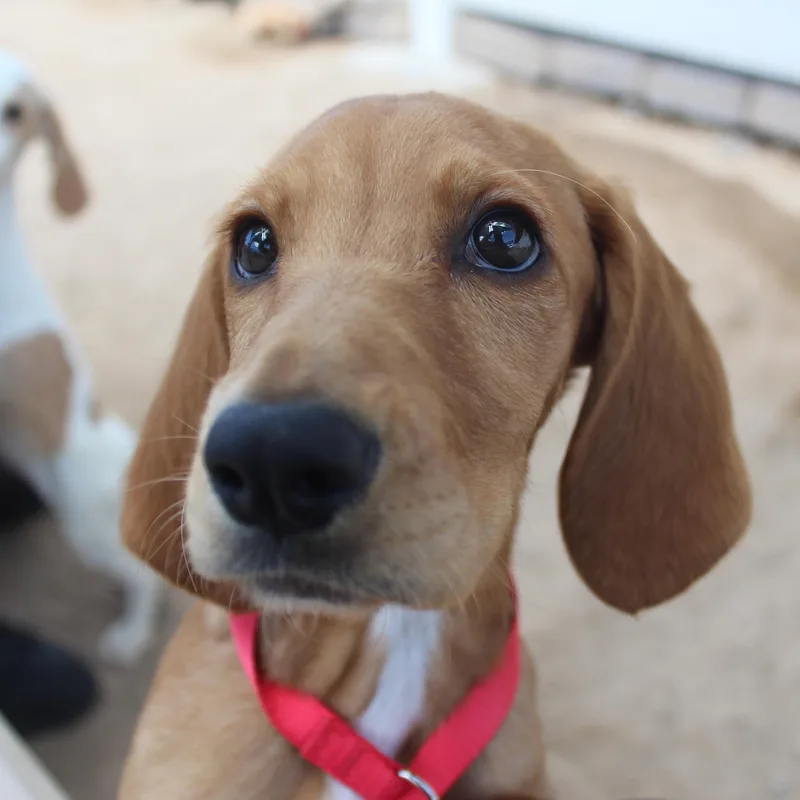 Dixie thumbnail 2