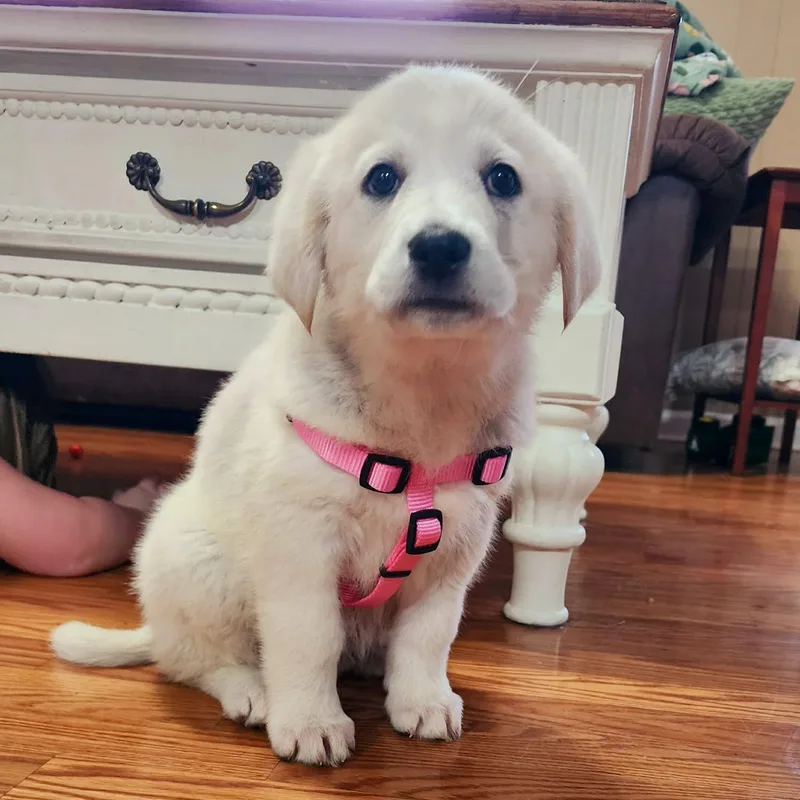 Mabel More Pics Coming! thumbnail 2