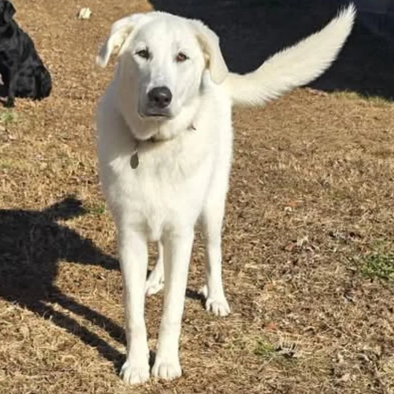 An adult large-sized female White / Cream Yellow Labrador Retriever dog named Mabel More Pics Coming! for adoption in Athens, AL