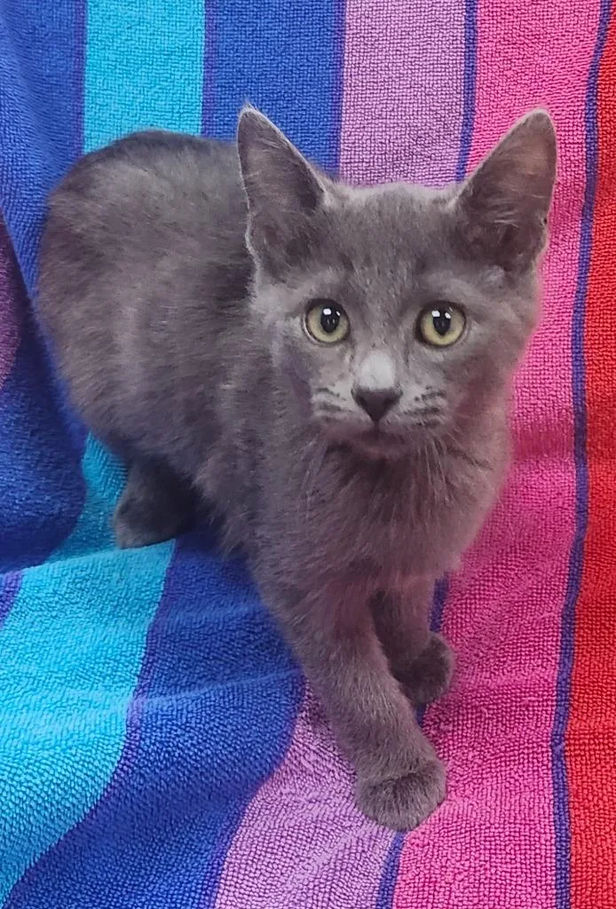 A baby small-sized female Domestic Short Hair cat named Zinnia for adoption in Little Rock, AR
