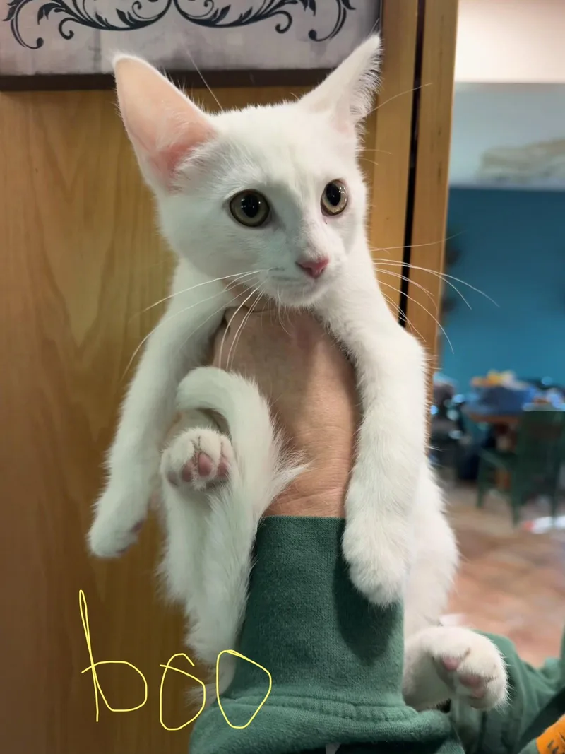 A baby small-sized male White Domestic Short Hair cat named C Litter Boo for adoption in Livonia, MI