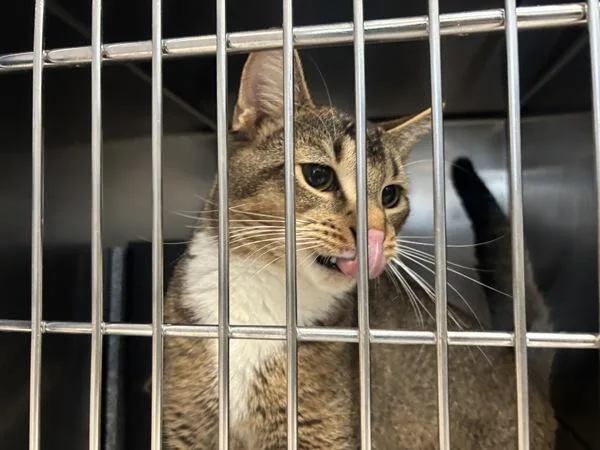 A young medium-sized male Domestic Short Hair cat named Harvest Sky for adoption in New York, NY