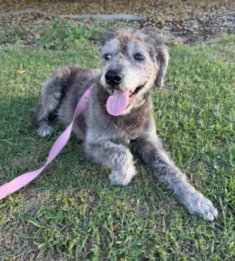 An adult small-sized female Schnauzer dog named Edith for adoption in San Diego, CA