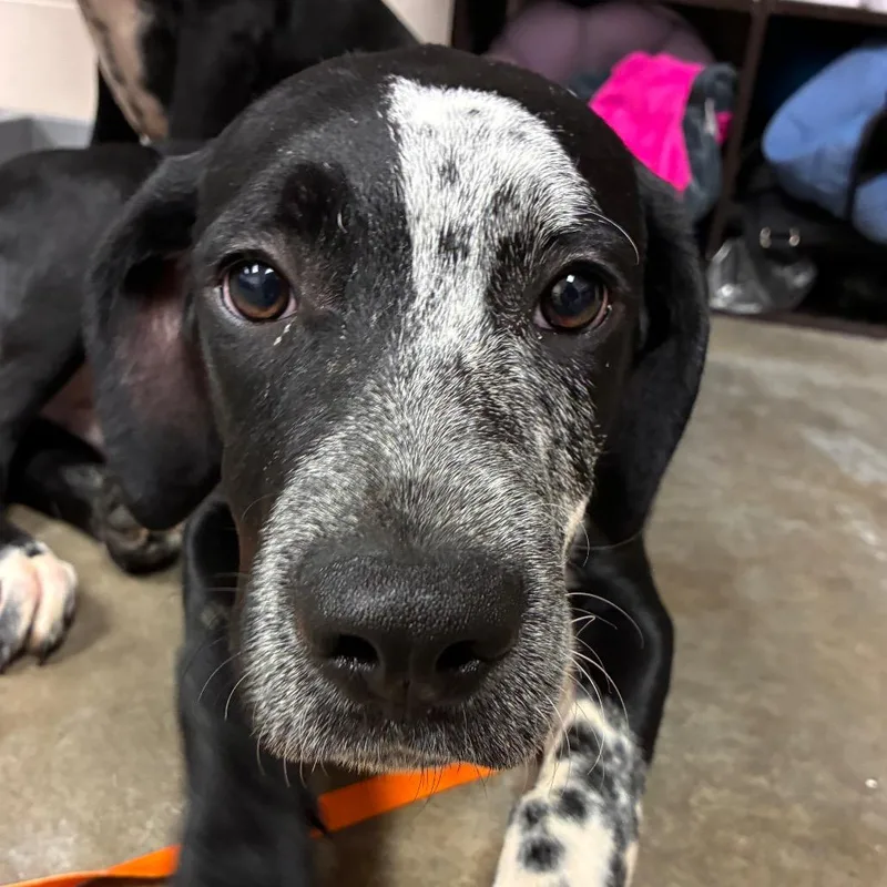 A baby medium-sized male Black Labrador Retriever dog named Dior for adoption in Manhattan, KS
