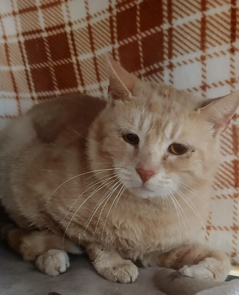 An adult medium-sized male Buff / Tan / Fawn Domestic Short Hair cat named Ronaldo for adoption in Beacon, NY