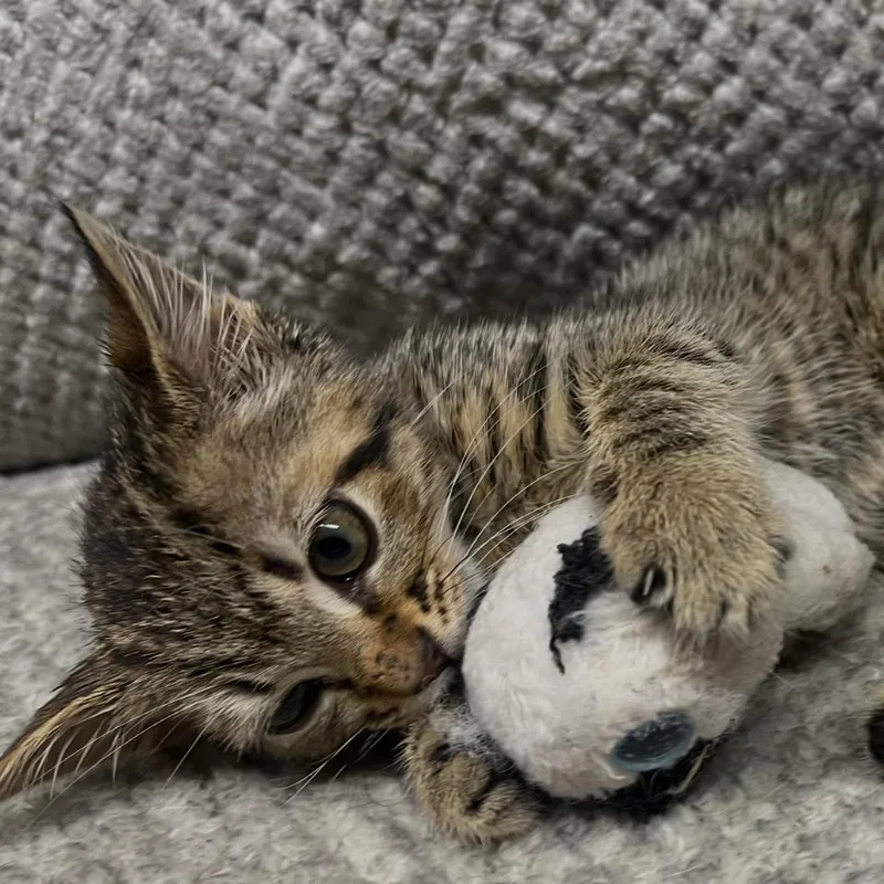 A baby small-sized female Brown / Chocolate Domestic Short Hair cat named Scottie for adoption in Lexington, KY