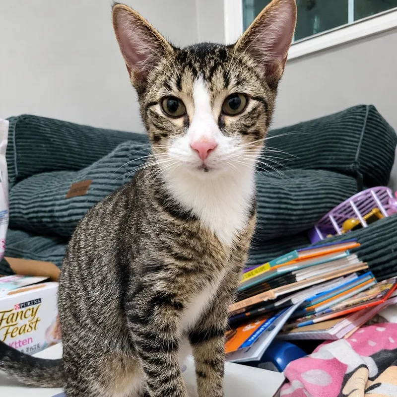 A baby medium-sized male Brown / Chocolate Domestic Short Hair cat named Cataclysm for adoption in Gibsonia, PA