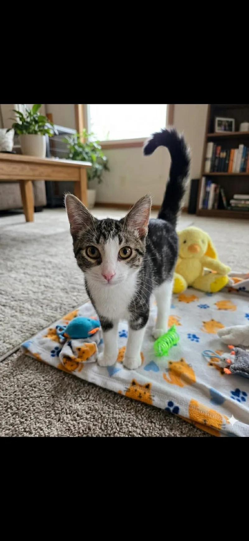 A baby medium-sized male Domestic Short Hair cat named Wicket for adoption in Saginaw, MI