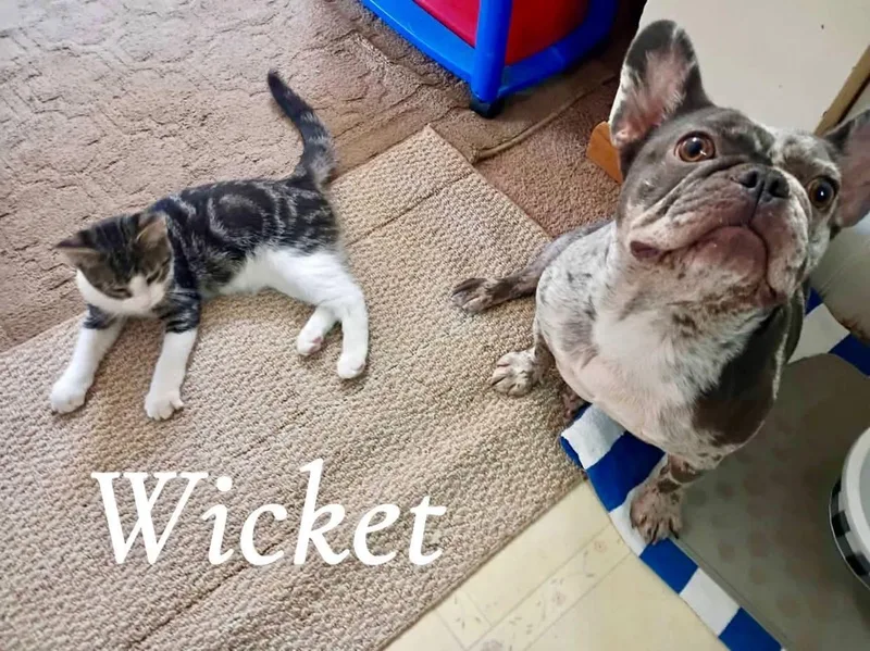 Wicket thumbnail 2