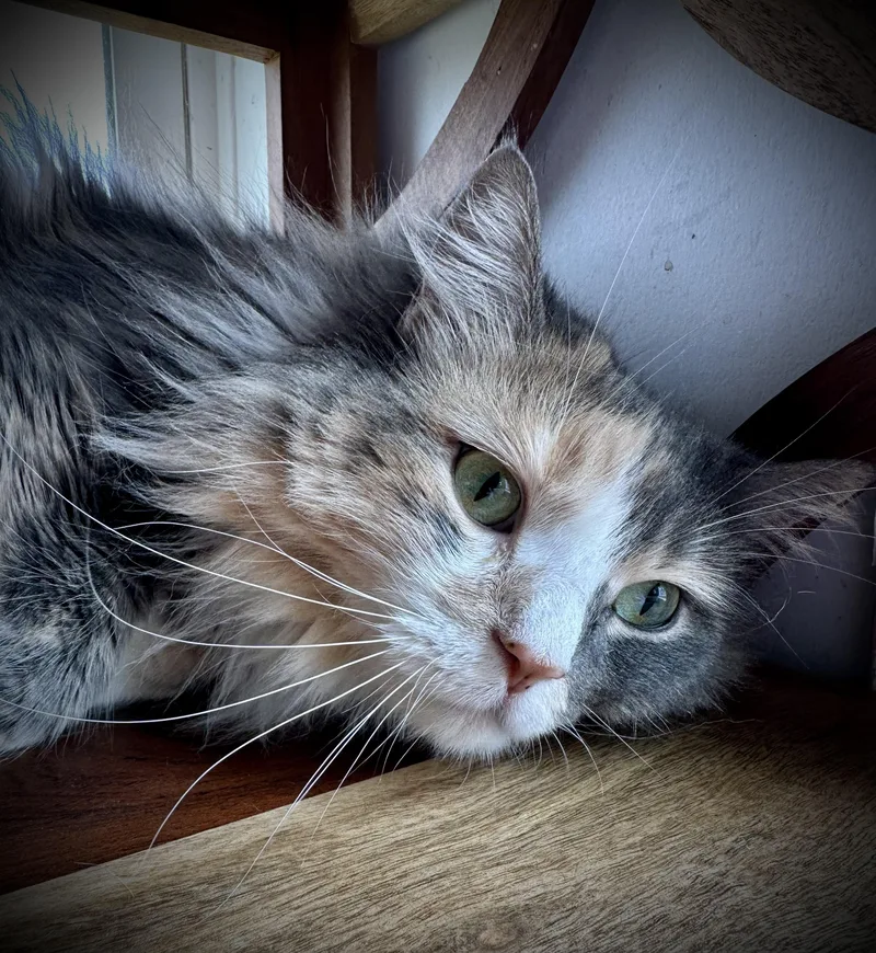 A young large-sized female Dilute Calico cat named Sally for adoption in Buffalo, NY