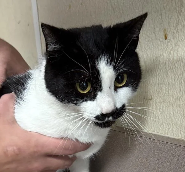 An adult small-sized female Domestic Short Hair cat named Emmagrace for adoption in Salisbury, MD