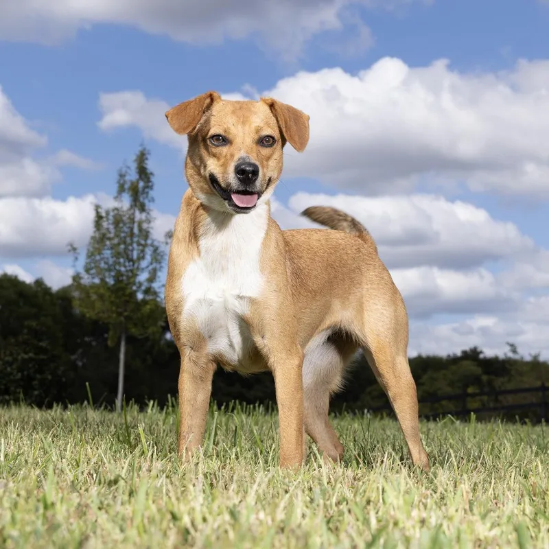 An adult medium-sized female Yellow / Tan / Blond / Fawn Mixed Breed dog named Shirley for adoption in Franklin, TN