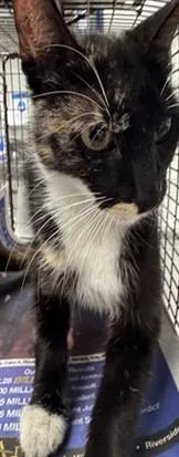 An adult medium-sized female Domestic Short Hair cat named Snapdragon for adoption in Los Angeles, CA