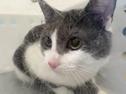 An adult medium-sized male Domestic Short Hair cat named Bacon Grease for adoption in Daytona Beach, FL