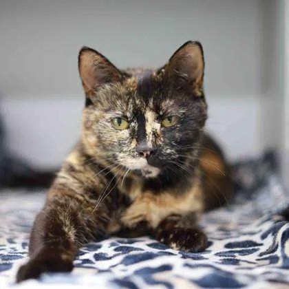 An adult small-sized female Black Domestic Short Hair cat named Lady Bird for adoption in Atlanta, GA