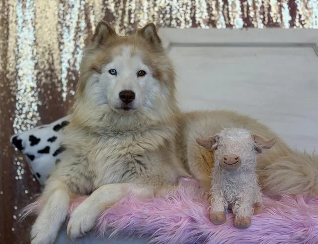 An adult medium-sized female Alaskan Malamute dog named Nala for adoption in Fairfield, CA