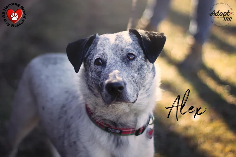 An adult medium-sized male Gray / Blue / Silver Australian Cattle Dog / Blue Heeler dog named Alex for adoption in Joliet, IL