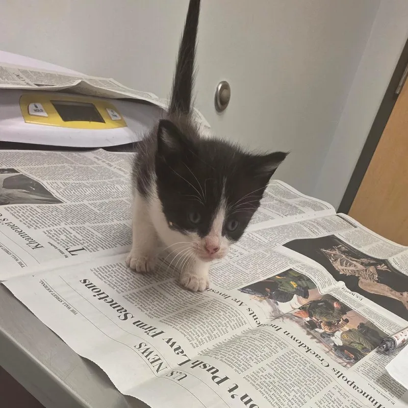 A baby small-sized male Black Domestic Short Hair cat named Dino for adoption in Jacksonville, FL