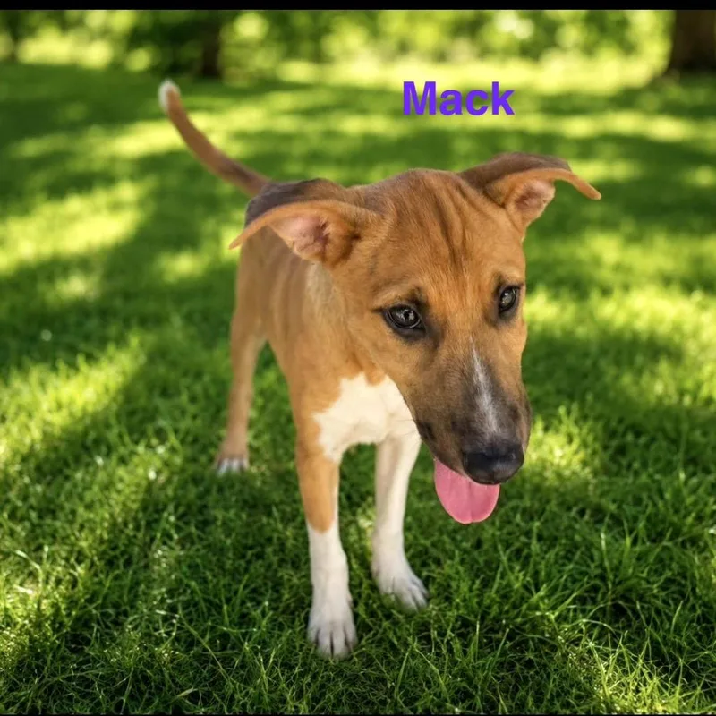 A baby small-sized male Brown / Chocolate Labrador Retriever dog named Mack for adoption in Rockville, MD