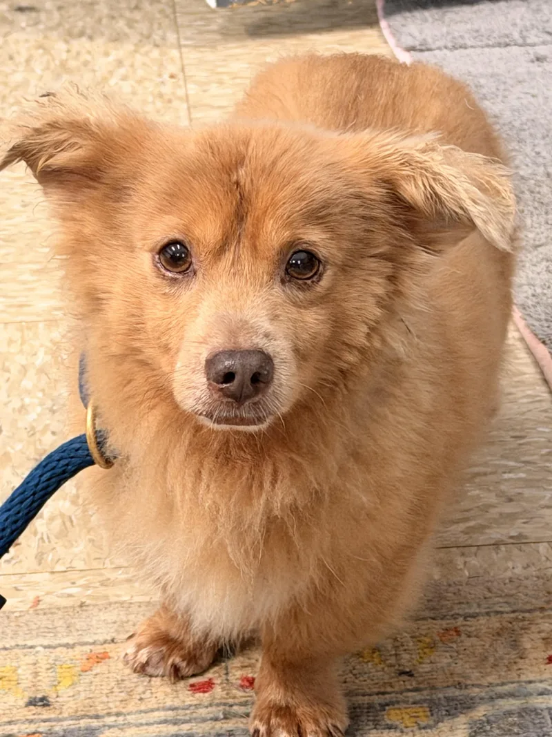 An adult small-sized male Pomeranian dog named Dolittle for adoption in Meherrin, VA